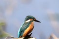 kingfisher on hunt