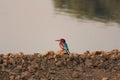 Kingfisher at hunt
