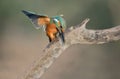 Kingfisher hunts