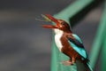 Kingfisher with its kill in Bhopal