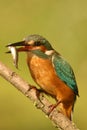Kingfisher with its prey on a branch