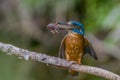 Kingfisher with a large fish landing on a branch Royalty Free Stock Photo