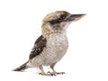 Kingfisher Laughing kookaburra, Dacelo novaeguineae, isolated on white