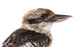 Kingfisher Laughing kookaburra, Dacelo novaeguineae Royalty Free Stock Photo