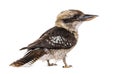 Kingfisher Laughing kookaburra, Dacelo novaeguineae Royalty Free Stock Photo