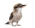 Kingfisher Laughing kookaburra, Dacelo novaeguineae Royalty Free Stock Photo