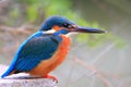 Kingfisher is looking at fish