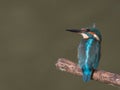 Kingfisher looking up to the left