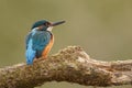 KingFisher Male Royalty Free Stock Photo