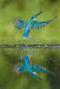 Kingfisher Royalty Free Stock Photo