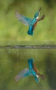 Kingfisher Royalty Free Stock Photo