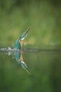 Kingfisher Royalty Free Stock Photo