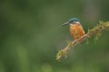 Kingfisher Royalty Free Stock Photo