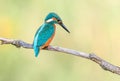 kingfisher, male, sitting on a dry branch in summer Royalty Free Stock Photo