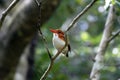 Kingfisher, Montagne D'Ambre National Park, Diego Suarez, Antsiranana, Madagascar Royalty Free Stock Photo