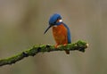 Kingfisher on a moss covered perch Royalty Free Stock Photo