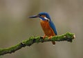 Kingfisher on a moss covered perch Royalty Free Stock Photo