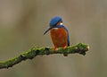Kingfisher on a moss covered perch Royalty Free Stock Photo