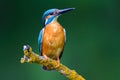 Kingfisher in a nice pose on a twig Royalty Free Stock Photo
