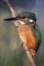 Kingfisher