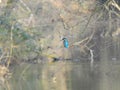 Kingfisher in a park in Amsterdam, the Netherlands