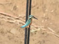 Kingfisher patiently waiting for a prey Royalty Free Stock Photo
