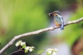 Kingfisher Perched on a Branch Royalty Free Stock Photo