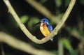 Kingfisher perched on branch