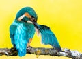 Kingfisher perched on a branch Royalty Free Stock Photo