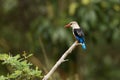 Kingfisher Perched On Branch In Ngorogoro Royalty Free Stock Photo