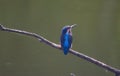 Kingfisher perched on a branch.