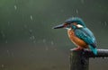 Kingfisher Perched in the Rain: A Stunning Wildlife Moment. Royalty Free Stock Photo