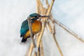 Kingfisher perches on a stake in a pond in winter. - Image Royalty Free Stock Photo