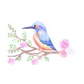 Kingfisher and pink roses on a tree branch Royalty Free Stock Photo