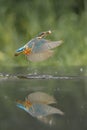 Kingfisher with Prey Royalty Free Stock Photo