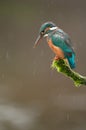 Kingfisher in Rain Royalty Free Stock Photo