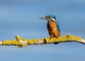 Kingfisher at rest. Royalty Free Stock Photo