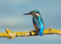 Kingfisher resting on a branch.