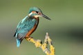 Kingfisher resting Royalty Free Stock Photo