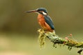 kingfisher rests on its perch Royalty Free Stock Photo