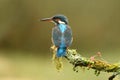Kingfisher rests on its perch Royalty Free Stock Photo