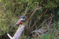 Kingfisher on the Rio Chepu, Chiloe, Chile