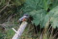 Kingfisher on the Rio Chepu, Chiloe, Chile