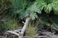 Kingfisher on the Rio Chepu, Chiloe, Chile