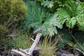 Kingfisher on the Rio Chepu, Chiloe, Chile