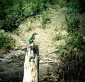 Kingfisher on the river Dalyan, Turkey. Toned Royalty Free Stock Photo