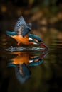 Kingfisher on the riverbank, glorious colors