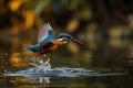 Kingfisher on the riverbank, glorious colors