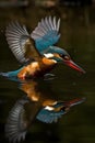 Kingfisher on the riverbank, glorious colors