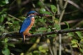 Kingfisher, Scientific name: Alcedinidae